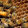 15. proljetni sajam: Okrugli stol o pčelarstvu