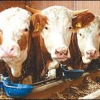 JAVNI poziv za prikupljanje zahtjeva za kreditiranje stočarske proizvodnje na području BBŽ